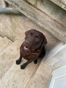 Photo de galerie - Visite quotidienne d’un chien durant 2 semaines