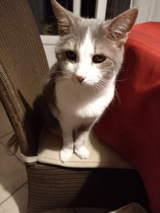 Photo de galerie - Mimine qui partage ma vie depuis 17 ans.