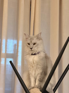 Photo de galerie - Rocket