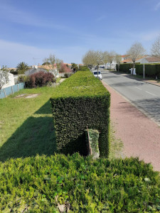 Photo de galerie - Taille de haies