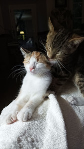 Photo de galerie - Mes loulous en mode câlin !