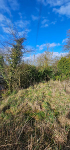 Photo de galerie - Taille de haies et d'arbustes