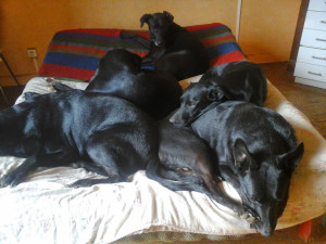 Photo de galerie - Garde chien