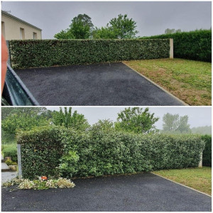 Photo de galerie - Taillage de haie 
