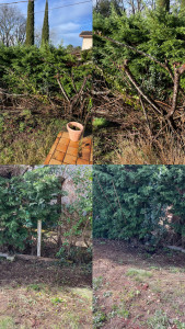 Photo de galerie - Elagage et coupe d'arbres