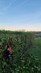 Photo de galerie - Taille de haie 