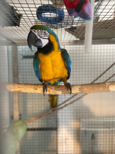 Photo de galerie - Garde animaux