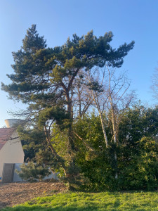 Photo de galerie - élagage 