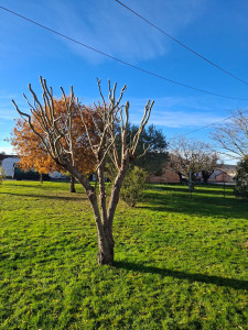 Photo de galerie - ÉLAGAGE 