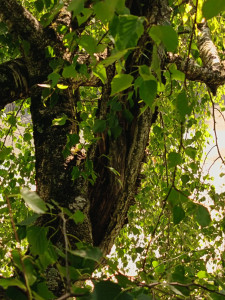 Photo de galerie - Elagage et coupe d'arbres