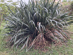 Photo de galerie - Taille de haies et d'arbustes