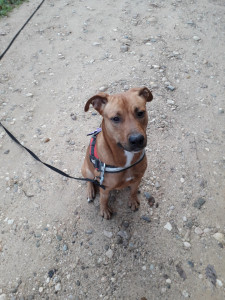 Photo de galerie - Garde chien