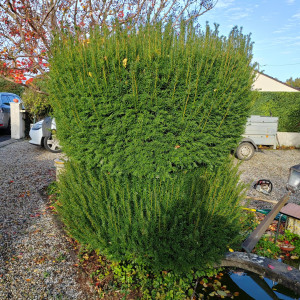 Photo de galerie - Taille de haies et d'arbustes