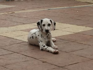 Photo de galerie - Ma  petite  dernière  