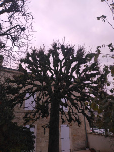 Photo de galerie - Marronnier tête de chat avant taille au sécateur