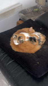 Photo de galerie - Garde de plusieurs chats au domicile 