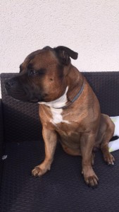 Photo de galerie - Garde chien