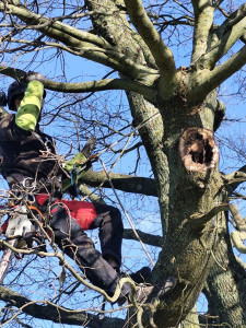 Photo de galerie - Taille d'entretien d'un chêne.