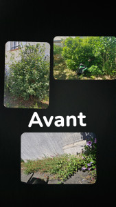 Photo de galerie - Taille de haie et debroussaillage 