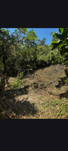 Photo de galerie - Gros débroussaillage forestier ?
