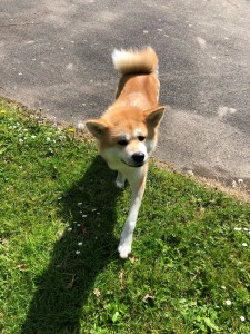 Photo de galerie - Garde chien