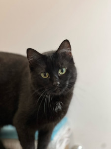 Photo de galerie - Minouche à qui je rends visites quand son maître est absent toute une journée ou un week end.