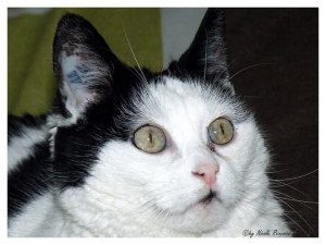Photo de galerie - Garde chat à votre domicile, très attentionnée avec ces êtres chers à 4 pattes qui nous apportent tant d'affection.
