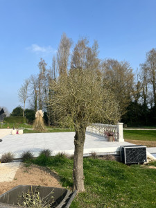 Photo de galerie - Taille d’un Olivier 