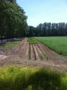 Photo de galerie - Préparation du potager