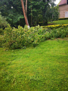 Photo de galerie - Coupe d'arbre, taille de haies, arbustes 