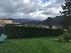 Photo de galerie - Haies taillée à 2m