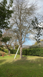 Photo de galerie - Elagage et coupe d'arbres