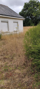 Photo de galerie - Tonte de pelouse - Débroussaillage