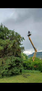 Photo de galerie - Elagage et coupe d'arbres
