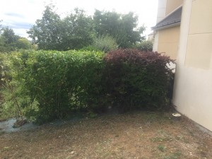 Photo de galerie - Taille de haies et d'arbustes