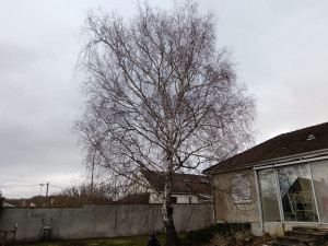 Photo de galerie - Elagage et coupe d'arbres