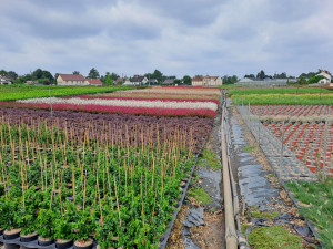 Photo de galerie - Entretien des plantes 