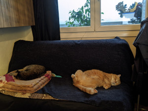 Photo de galerie - Garde de deux chats