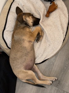 Photo de galerie - Vaïna qui dort