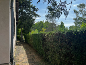 Photo de galerie - Taille de thuyas 