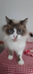 Photo de galerie - Garde vos petits animaux de compagnie . 