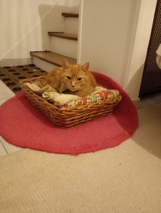 Photo de galerie - Simba le copain de Séti et Érode, chat vagabond dans la rue mais très câlin 