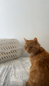 Photo de galerie - Grade chat nourriture, litière, câlin… 