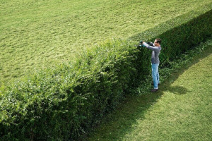 Photo de galerie - Taille de haie, tente de pelouse abattage, arbre, ramassage des végétaux
