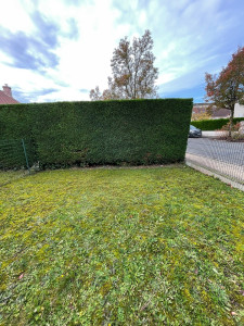 Photo de galerie - Thuya