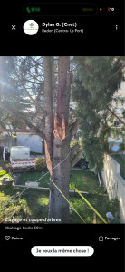 Photo de galerie - Abattage cèdre 30 m