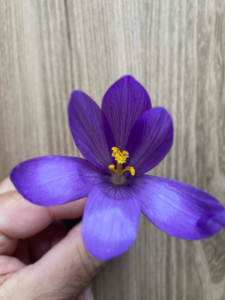 Photo de galerie - Voila 