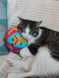 Photo de galerie - Garde chat