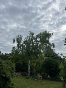Photo de galerie - Elagage et coupe d'arbres