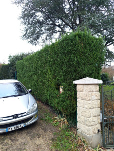 Photo de galerie - Taille de haies et d'arbustes